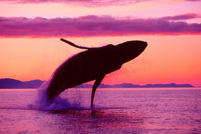 Whale Watching and Bacardi Island day trip from Punta Cana - Value check: is $158.99 worth it from Punta Cana?
