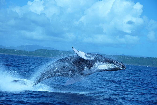 Whale Watching and Bacardi Island day trip from Punta Cana - Cayo Levantado Beach (the Bacardi Island stop): your payoff break
