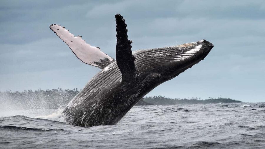 Whale Watching + Cayo Levantado - Whale Watching From Samaná: What Close Sightings Really Mean