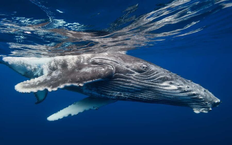 Whale Watching + Cayo Levantado - Price and Value: The $6 Question That Actually Matters