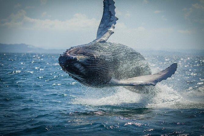 Whale Watching, Cayo Levantado and Limón Waterfall in Samaná - Key Highlights at a Glance
