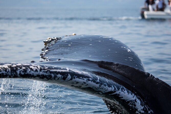 Whale Watching, Cayo Levantado and Limón Waterfall in Samaná - Cayo Levantado: Beach Relaxation With Island Time