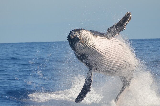 Whale Watching, Cayo Levantado and Limón Waterfall in Samaná - Limón Waterfall and the Natural Pool Swim