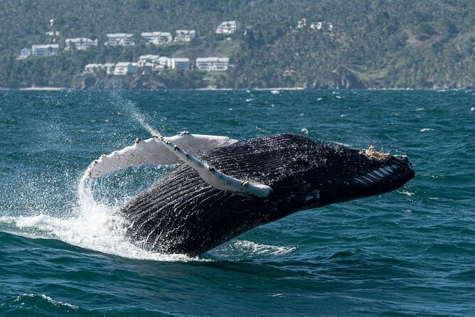Whale Watching, Cayo Levantado and Limón Waterfall in Samaná - What 10 Hours Feels Like: Timing, Energy, and Weather