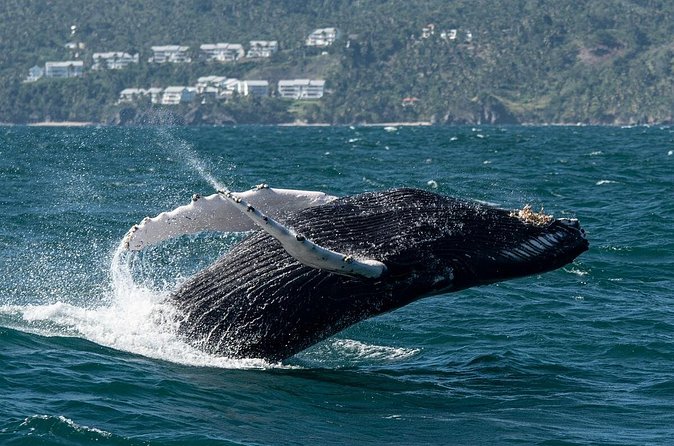 Whale Watching, Cayo Levantado and Limón Waterfall in Samaná - Price and Value: Is $170 a Good Deal?