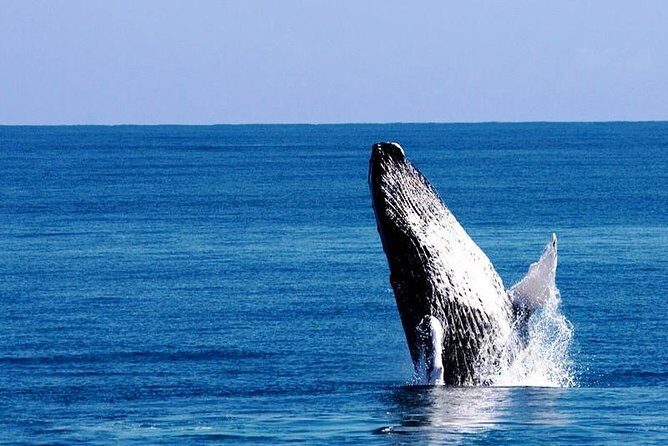 Whale Watching in Samana - Key Highlights You Should Care About
