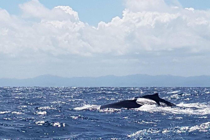 Whale Watching in Samana - Samana Whale Watching Timing: When the Mating Dance Actually Happens