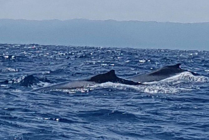 Whale Watching in Samana - Getting Picked Up From Puerto Plata, Sosua, and Cabarete
