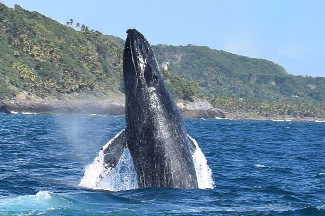 Whales Watching Half Day Experience - Key Highlights Worth Your Time