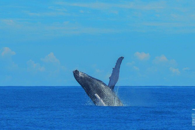 Whales Watching Half Day Experience - Lunch Is Not Included: Plan Around It