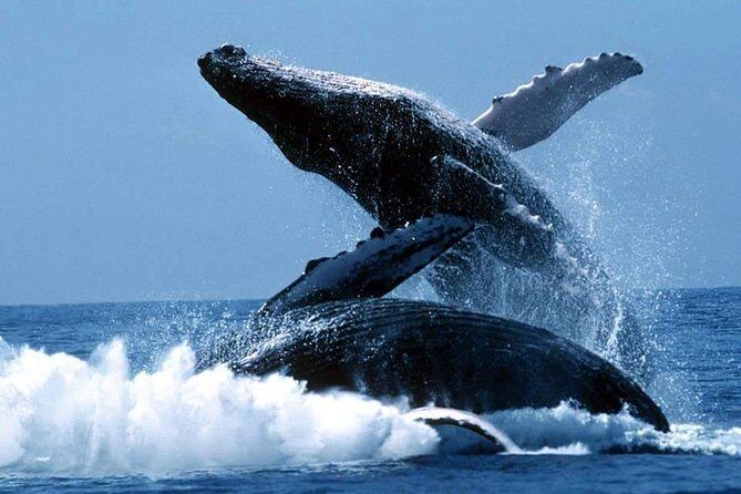 Whales Watching Half Day Experience - Spotting Humpback Whales: What the 45 Minutes Covers